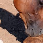 Horse licking salt block