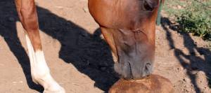 Horse licking salt block