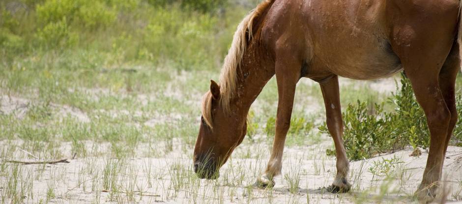 Horse grazing in sandy pasture