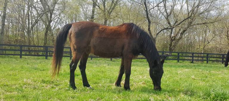 Hairy, senior horse with PPID, or Equine Cushing's, grazing in a pasture.