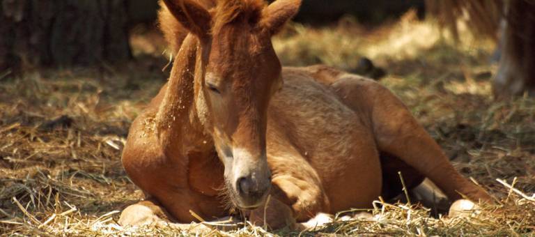 Sleepy foal laying in hay