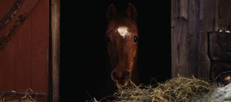 Horse eating hay in barn