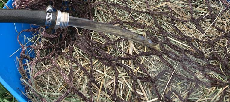 Close up photo of a hose being used to pour water on hay for soaking.