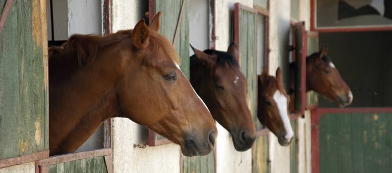 Horses looking out of stalls in barn aisle