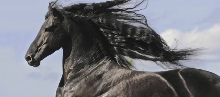Friesian horse with flowing mane