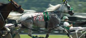 Harness Race Horse