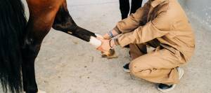 Stretching a horse's hind leg during an exam