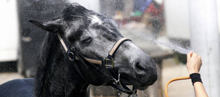 Horse being hosed off