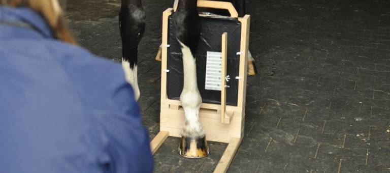 Taking an x-ray of a horse's front leg