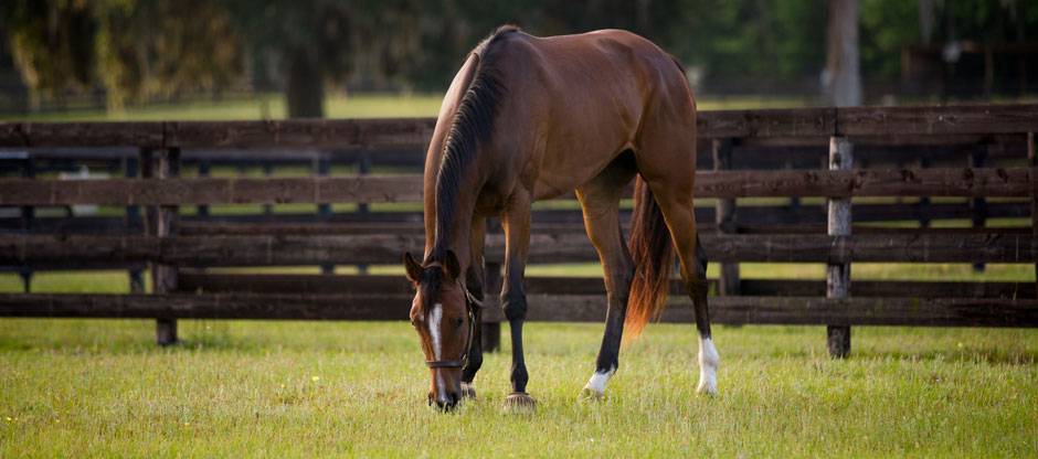 Thoroughbred horse grazing in a pasture at the Kentucky Equine Research Performance Center