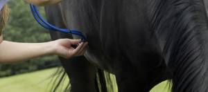 Veterinarian listening to horse with stethoscope