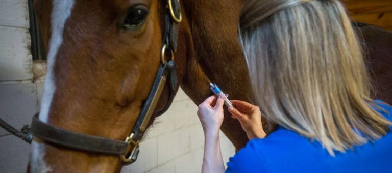 Veterinarian drawing blood in a stall.