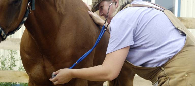 Veterinarian listening to horse with stethoscope