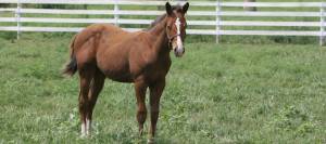 Weanling standing in pasture