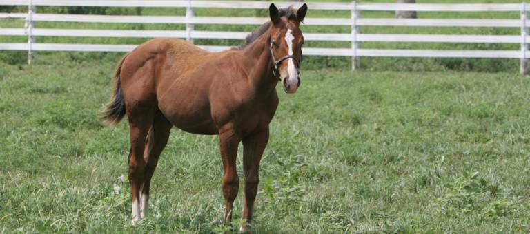Weanling standing in pasture