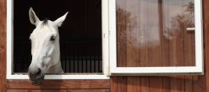 Horse looking out stall window