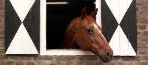 Horse looking out stable window
