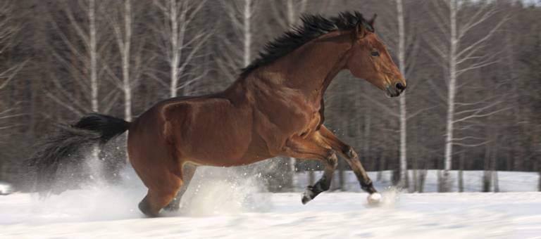 Horse galloping across snow covered field