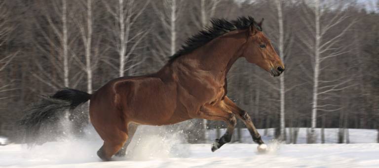 Horse galloping across snowy field