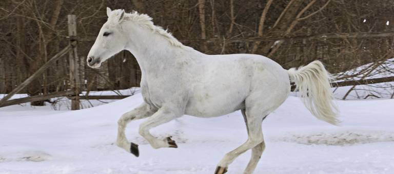 Grey horse running through the snow