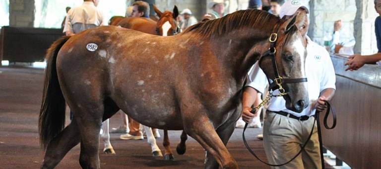 Thoroughbred yearling in sales ring