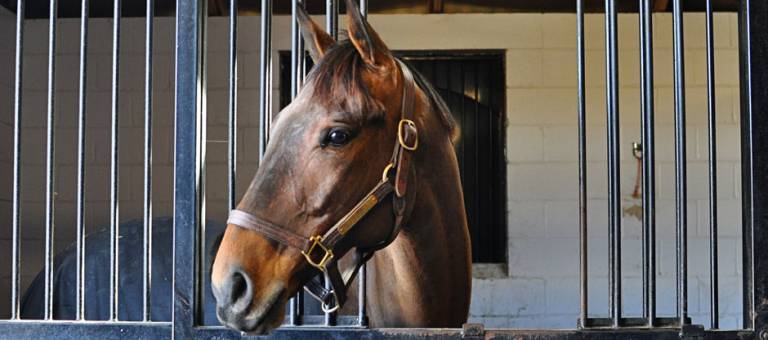 Young Thoroughbred Horse Looking Out of his Stall in a Training Barn