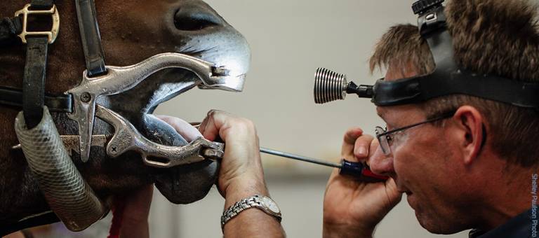 Vet floating a horse's teeth during a dental exam.