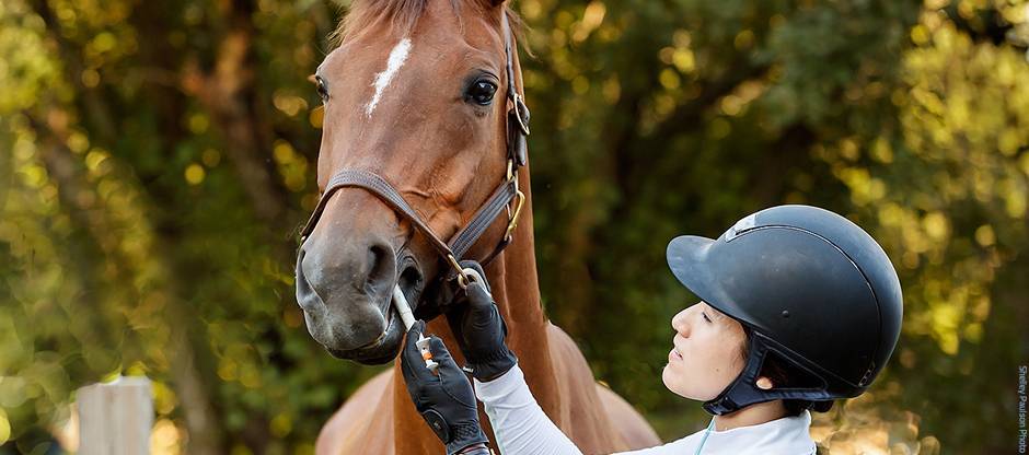 A woman wearing a helmet giving a horse oral medication.