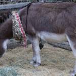 Donkey wearing a bandanna around its neck and eating hay in a pen.