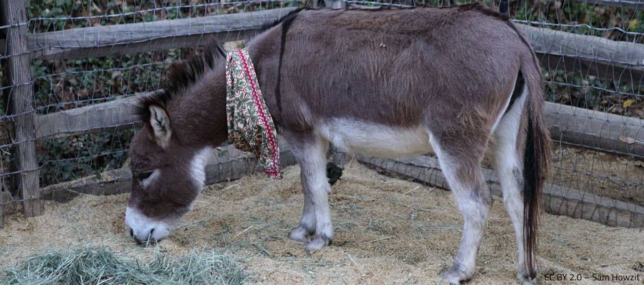 Donkey wearing a bandanna around its neck and eating hay in a pen.