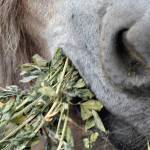 Donkey eating hay