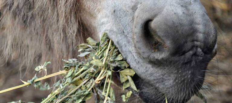 Donkey eating hay