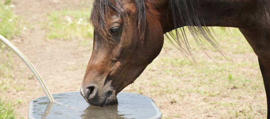 Dark Bay Arabian horse drinking