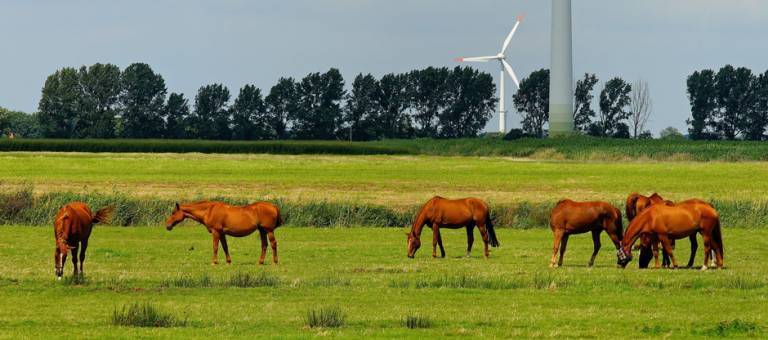 Horses grazing with windmill in background