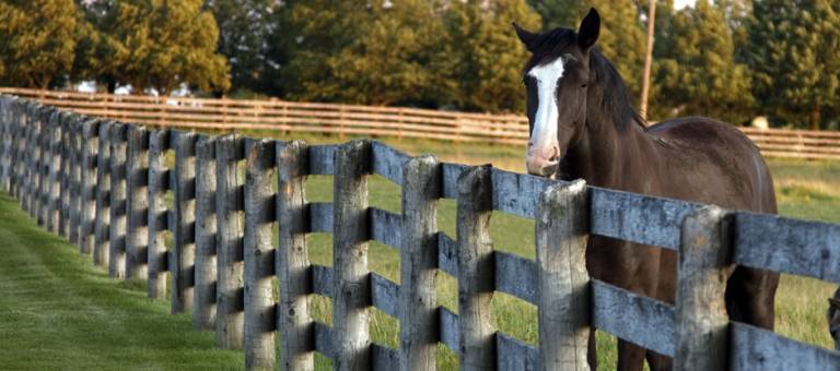 Horse standing at fence