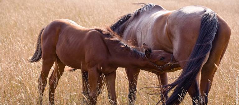 Foal nursing from broodmare in a field.