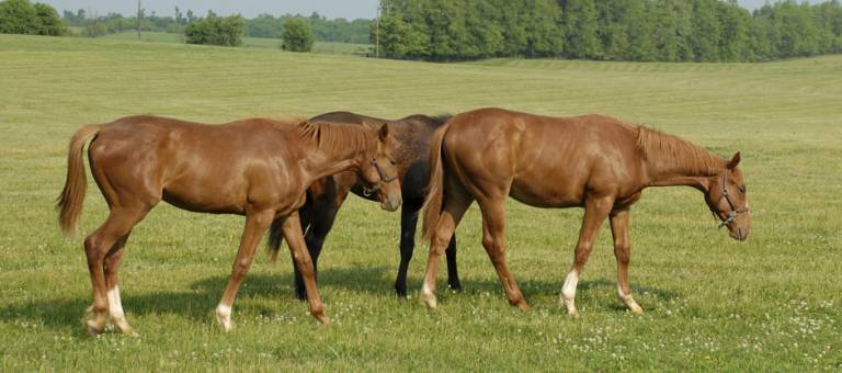 Weanlings in pasture