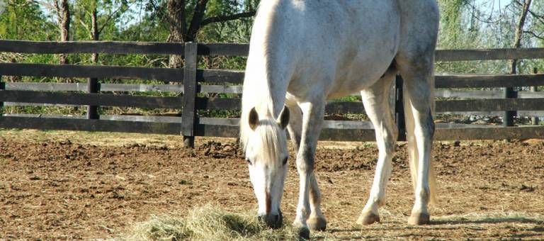 Horse eating hay in paddock