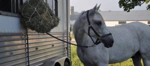 Horse tied to trailer with haynet