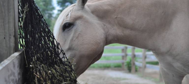 Horse eating from a haynet