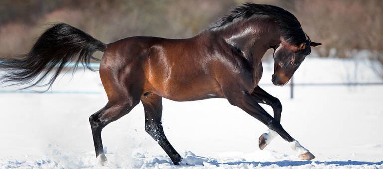 Horse cantering in snowy winter pasture