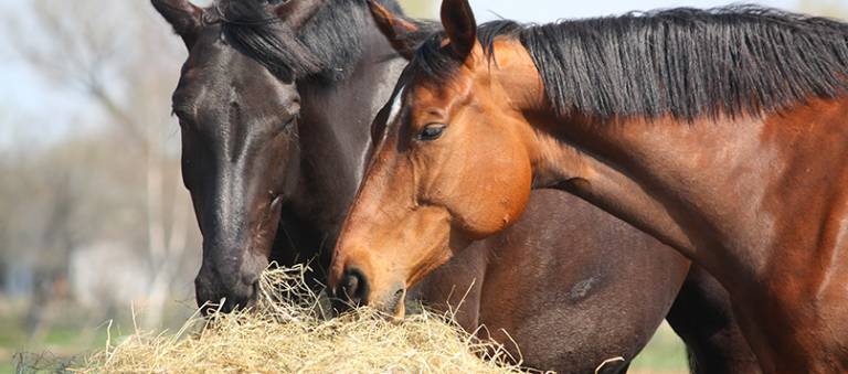 Horses eating mature hay in pasture