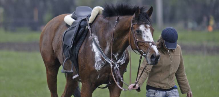 Sweaty horse