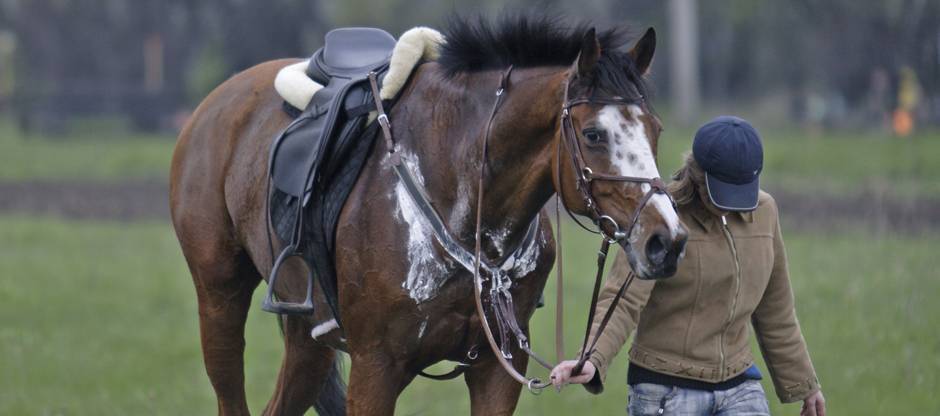 Sweaty horse