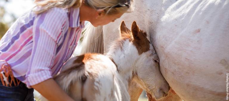 Vet assisting newborn foal nursing.