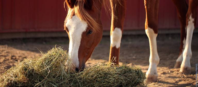 Horse eating hay from a pile on the ground.