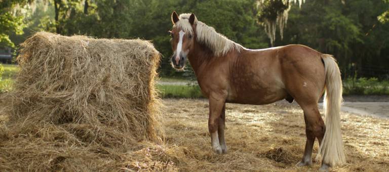 Pony eating hay