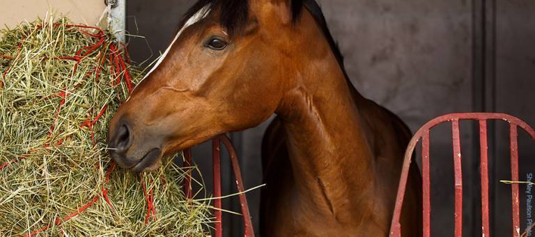 Bay horse eating hay from a net hanging outside the stall.
