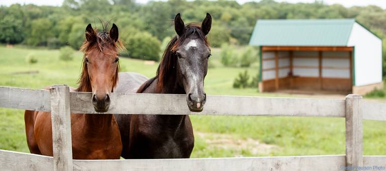 Two yearlings looking over a fence.