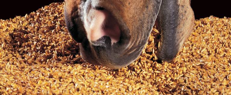 Close-up of horse eating grain